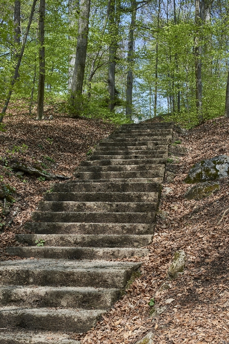 Natur wald gras rock