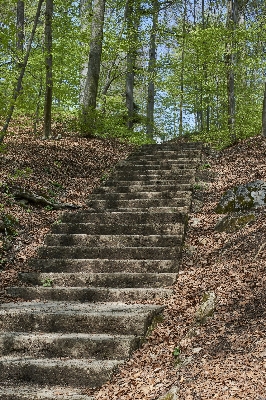 Natur wald gras rock Foto