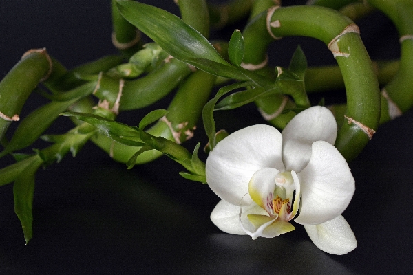 Nature branch blossom plant Photo