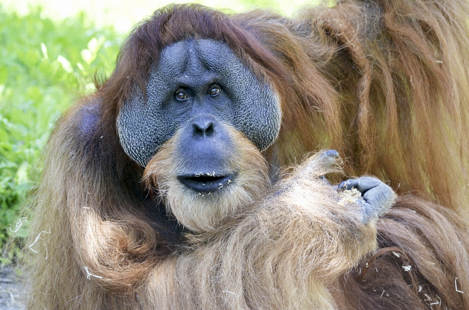 Wildlife zoo fur red