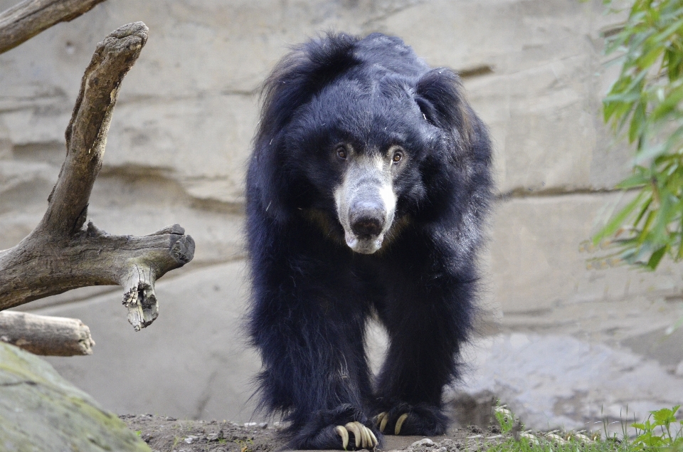 Canino
 oso fauna silvestre zoo