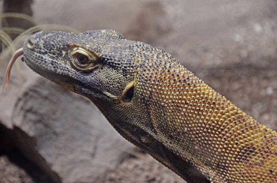 Tierwelt reptil schließen fauna