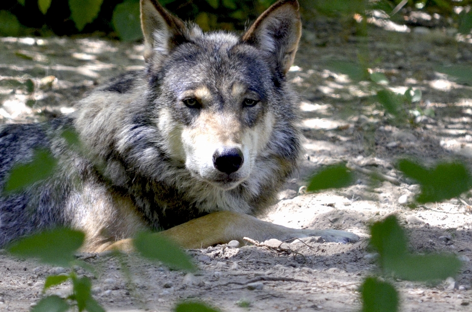 Forêt chien canin
 faune