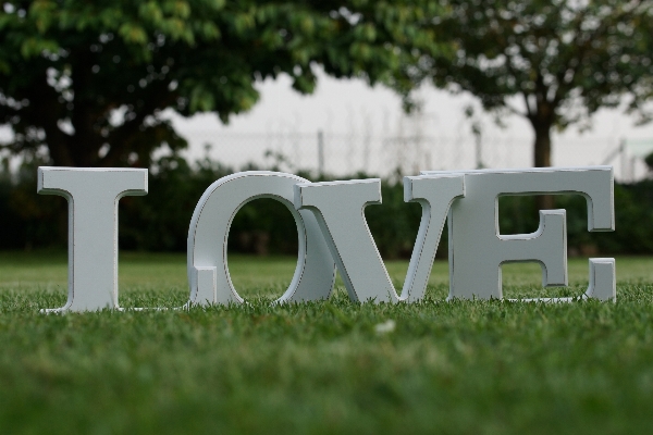 Grass lawn love green Photo