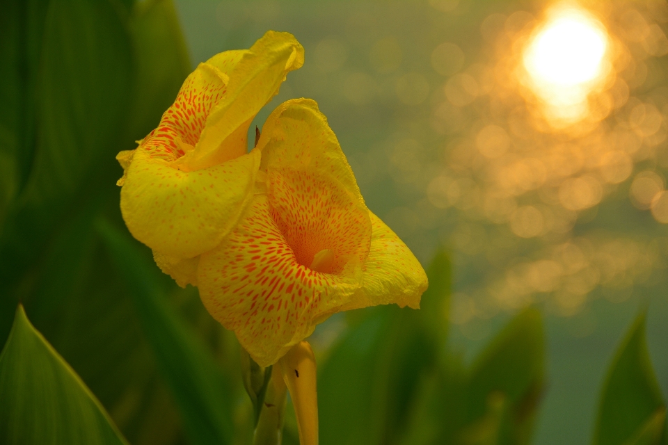 Wasser natur blüte licht