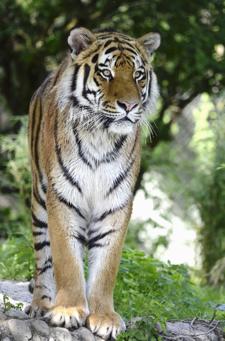 Dzikiej przyrody ogród zoologiczny kot ssak