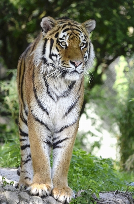 Foto Animali selvatici zoo gatto mammifero