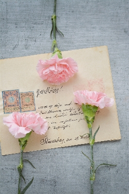 Plant flower petal receipt Photo