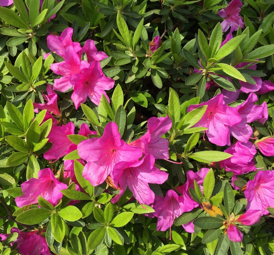 Natura fiore pianta fioritura