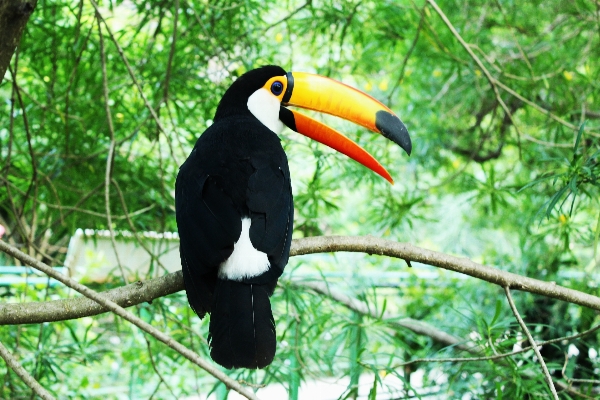 Branch bird wildlife jungle Photo