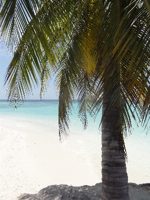 Beach sea tree sand Photo