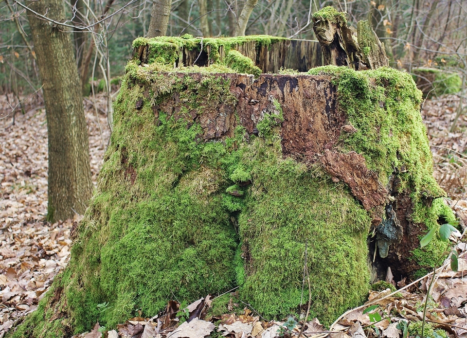 Ağaç doğa orman rock