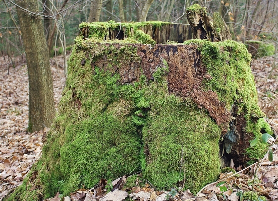 Tree nature forest rock Photo