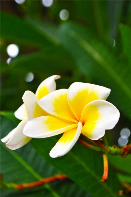 自然 花 植物 写真撮影 写真