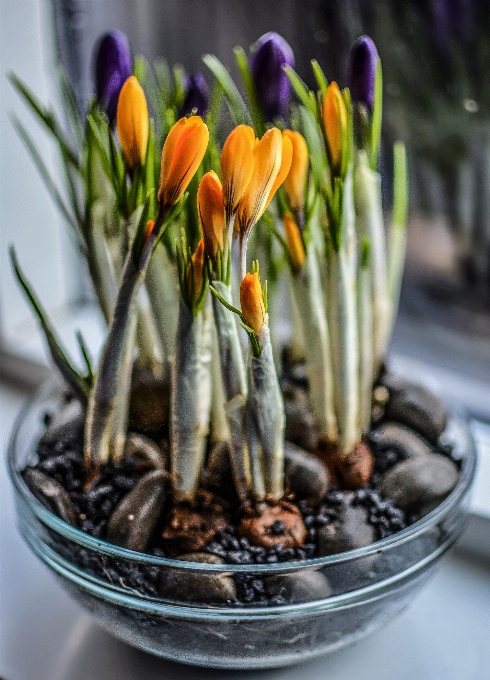 自然 花 植物 咲く