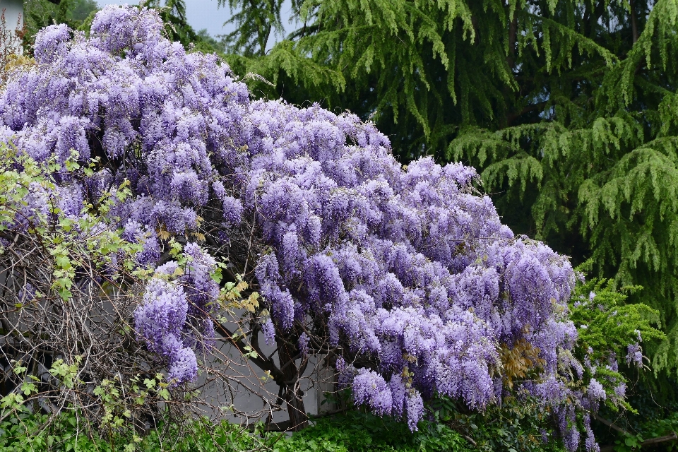 自然 花 植物 紫