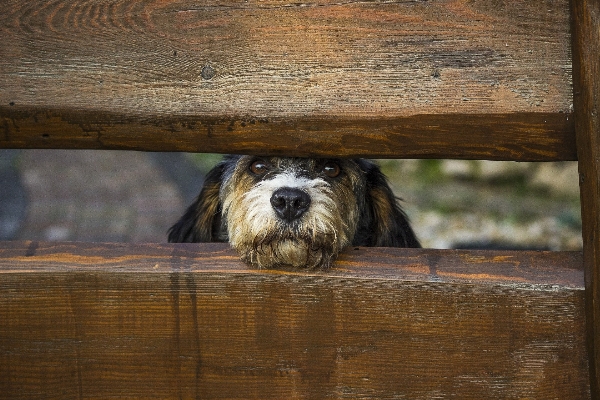 Fence wood puppy dog Photo