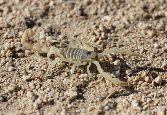 Sand white desert wildlife Photo