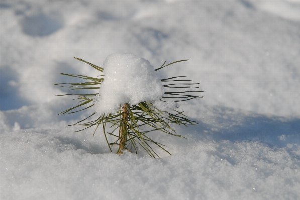 Tree nature branch snow Photo