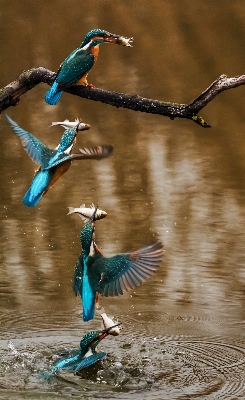 自然 鳥 羽 動物 写真