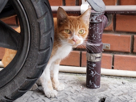 Foto Satwa anak kucing mamalia