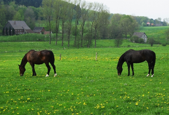 Landscape nature grass plant Photo