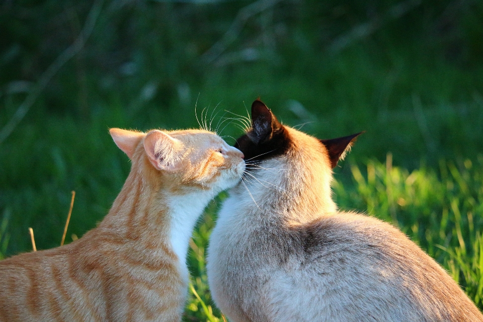 Erba animali selvatici gattino gatto