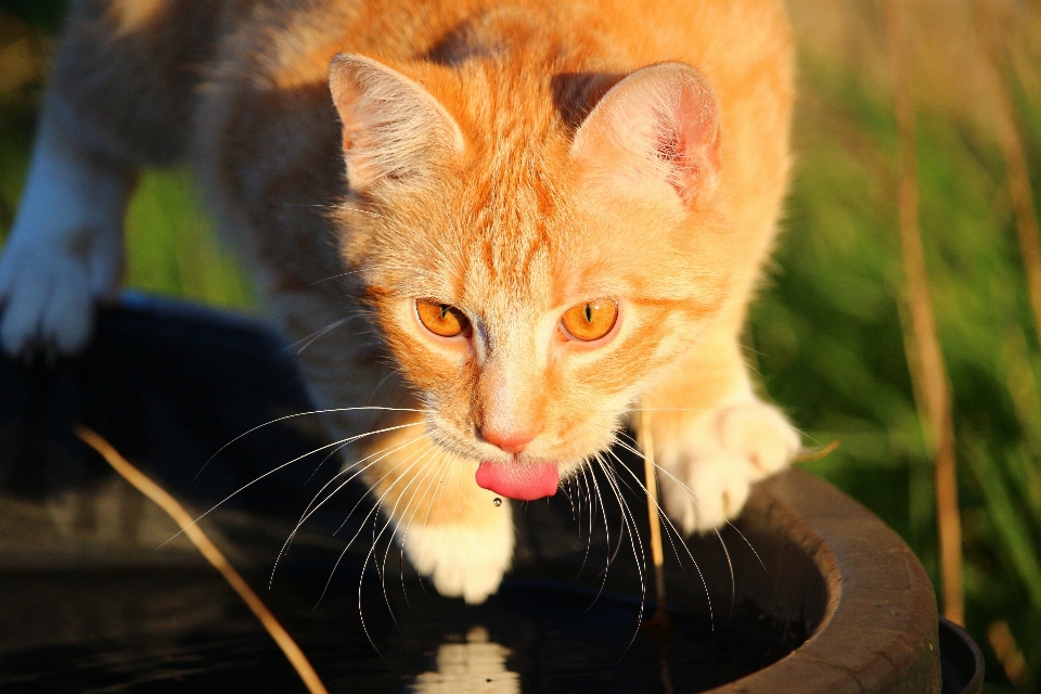 Wasser kätzchen katze säugetier