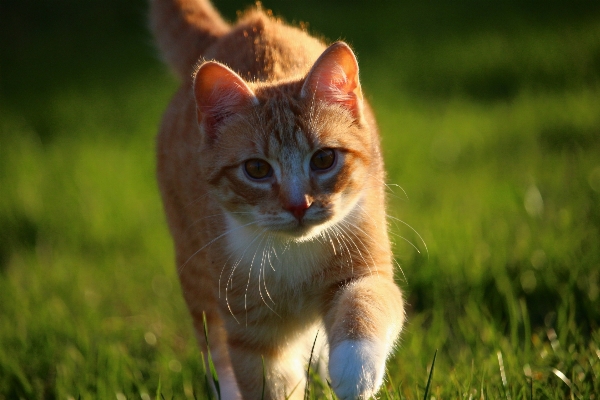 Foto Rumput anak kucing mamalia