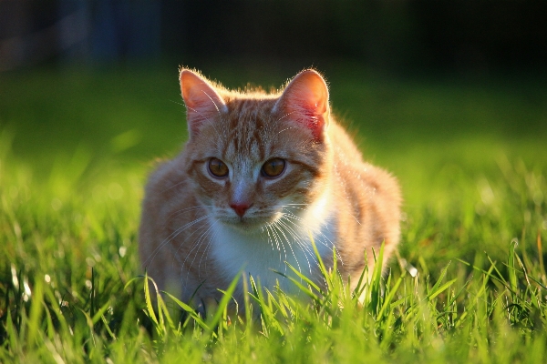 Grass flower kitten cat Photo