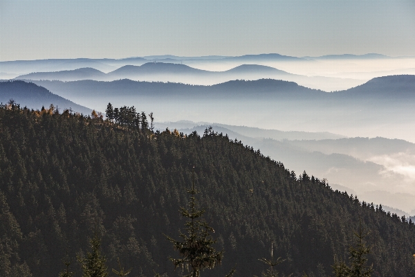 風景 木 自然 森 写真