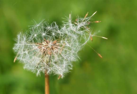 Nature grass plant field Photo