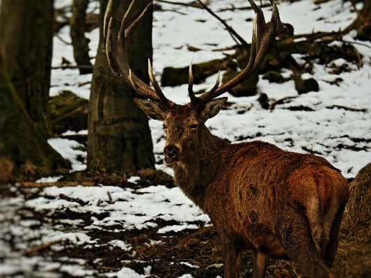 Foto Natura foresta nevicare astratto