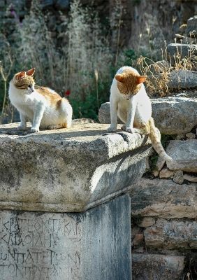 Foto Juego gato mamífero fauna