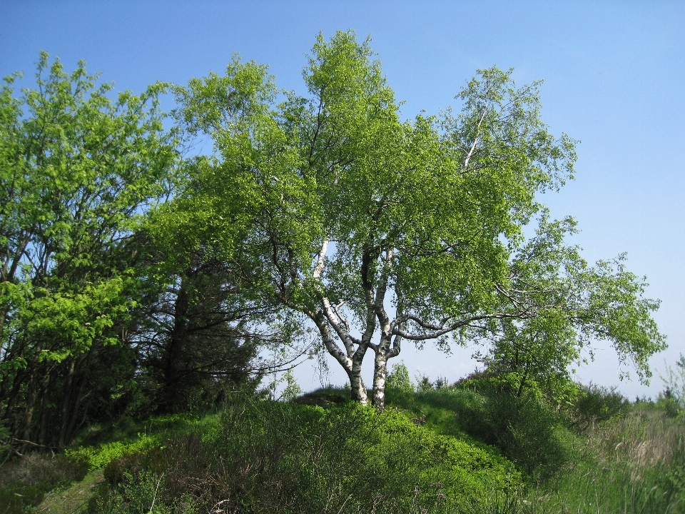 Lanskap pohon alam hutan