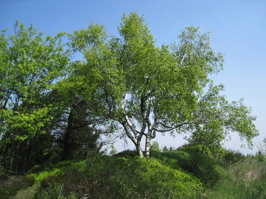 Landscape tree nature forest Photo