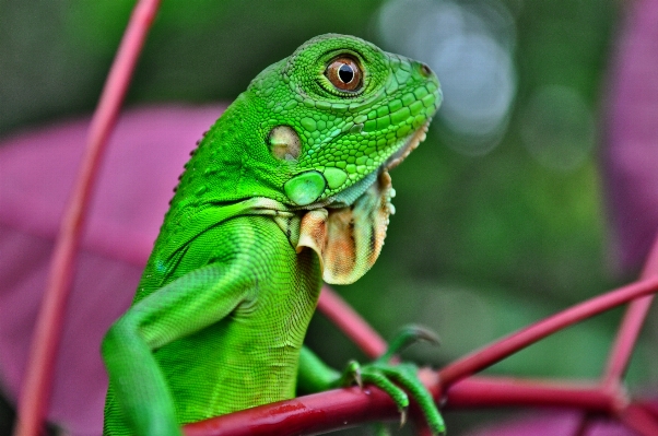 Foto Natureza animal selvagem jardim zoológico