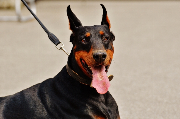 Foto Alam anjing satwa peliharaan