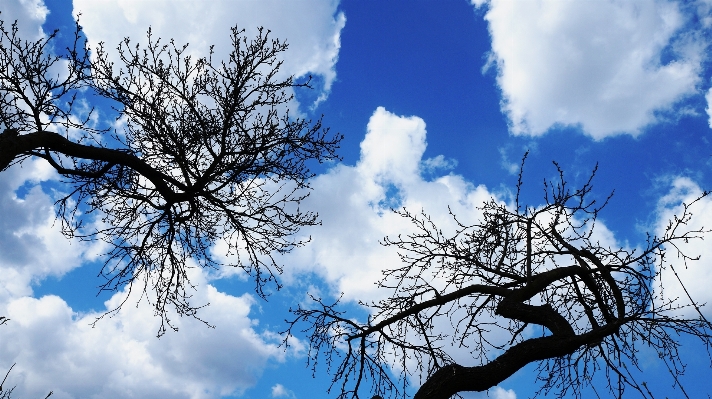 Tree nature branch blossom Photo