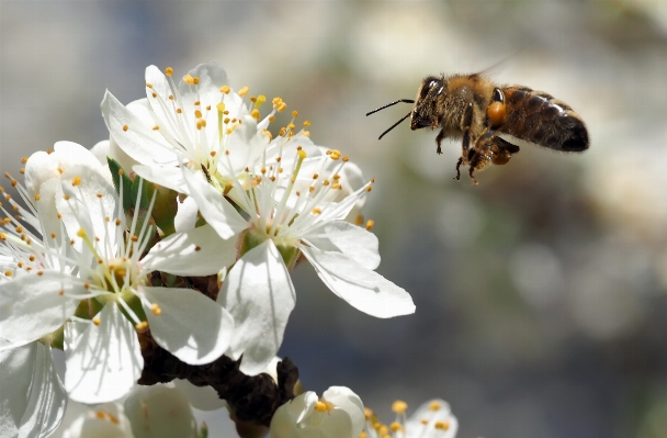 Zdjęcie Natura oddział kwitnąć zakład