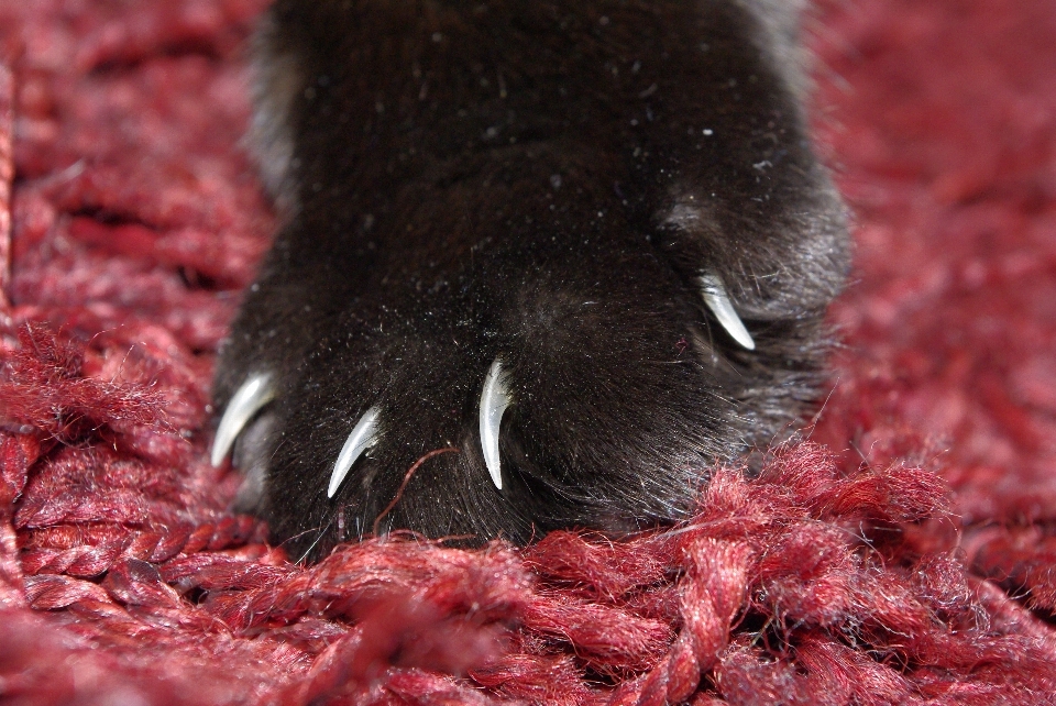 動物 野生動物 ペット 毛皮