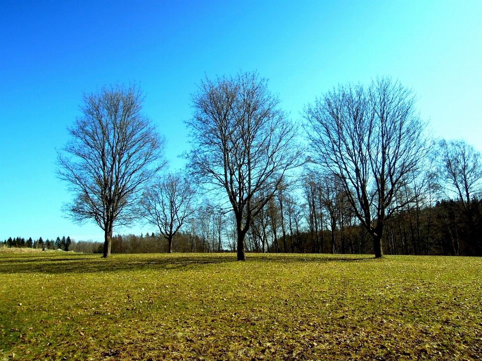 Landscape tree nature grass