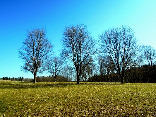 Landscape tree nature grass Photo