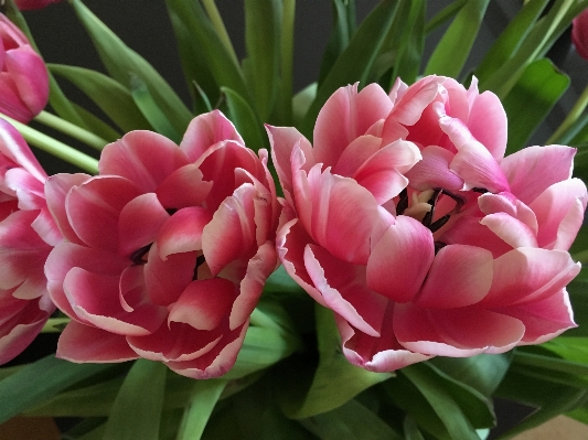 Blossom plant flower petal Photo