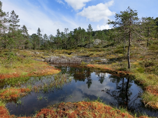 Tree water forest marsh Photo