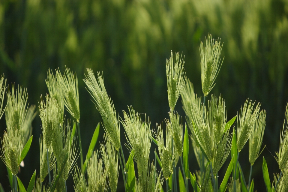 Nature grass plant field