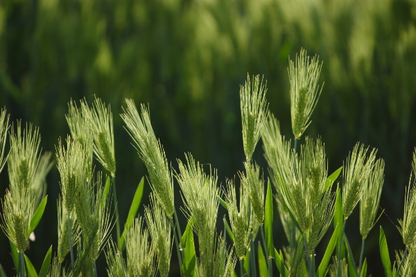 Nature grass plant field Photo