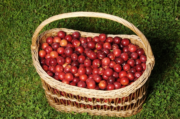 Apple natur anlage frucht Foto