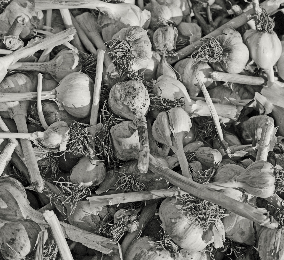 árbol en blanco y negro
 planta madera