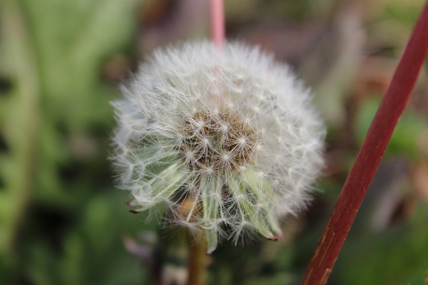 Foto Natura erba pianta fotografia